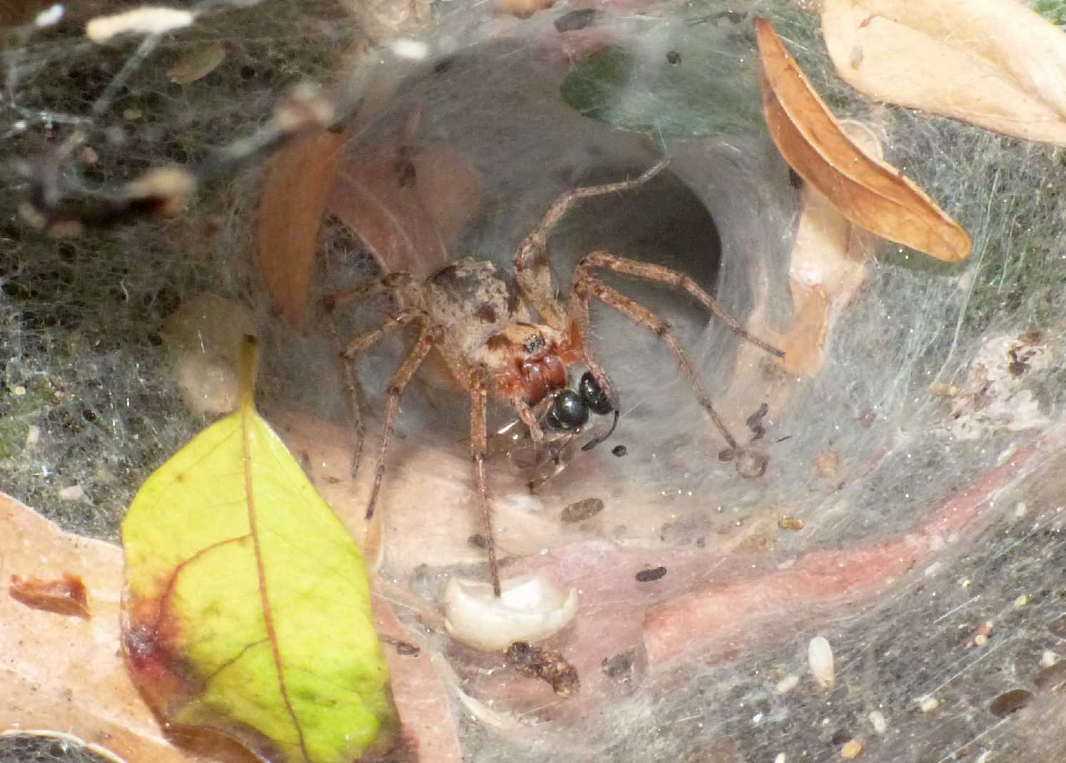 Gli astuti Argyrodes